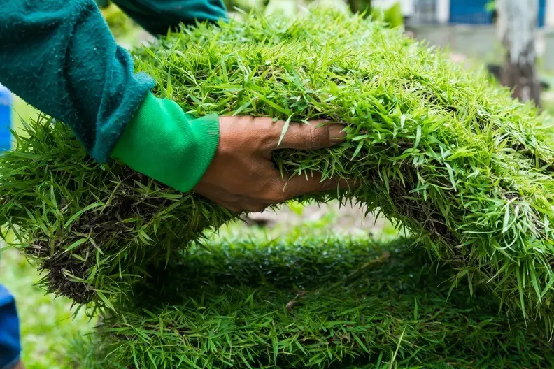 Best Time To Install Sod in Bremerton, WA