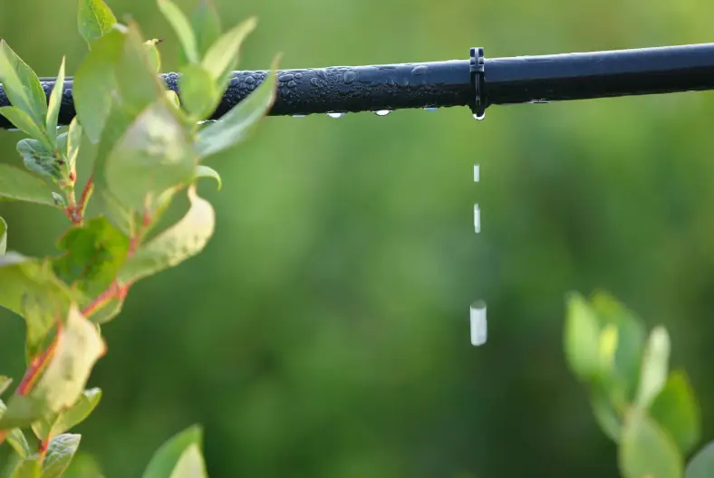 Irrigation Services in Bremerton, WA